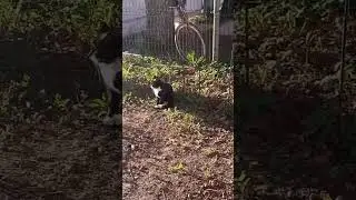 Пришёл в гости влюблённый котик #music #россия #котики