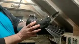 Голуби. Виктор Равкович. Ростовская обл. ст. Егорлыкская.