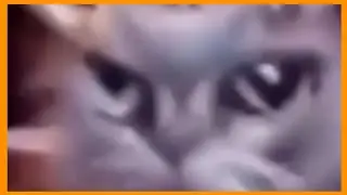 телевизор туту телевизор тутуту