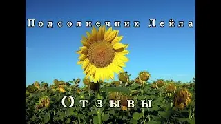 Подсолнечник Лейла отзывы,2019г