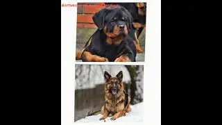 Rottweiler Vs German shepherd 🔥🔥🔥 attitude WhatsApp status #short video