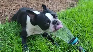 Boston Terrier Mugsy is watering himself