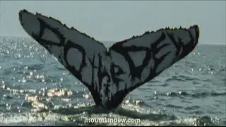 Mountain Dew Whale Vore Ad