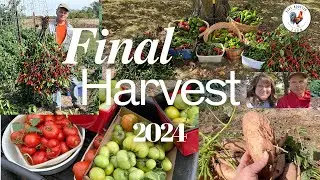 Final Garden Harvest '24\Dehydrating Roma Tomatoes, Peppers, & Preserving Herbs\Making Chili Powder