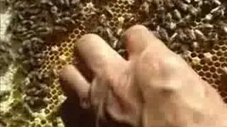 Sterben die Bienen und die Imker aus?