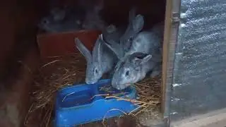 поение моих кроликов