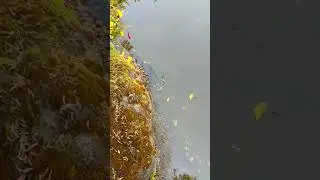 Video of Pond at Shore Acres Botanical Garden 2019