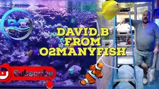 Dealing with Reef Tank Adversity and Winning.
