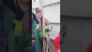 шакал попался