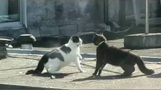 Cat Fight: Hitler Cat versus Russian Bear