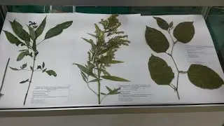 Мастер-класс 