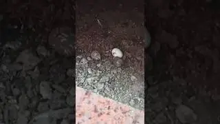 Нашëл грязный клад😱