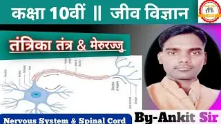 Nervous System & Spinal Cord | मेरूरज्जु & तंत्रिका तंत्र | Biology By Ankit Sir || 10th Class ||
