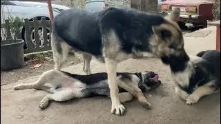 Строгая Мама Гера воспитывает своих щенков ВЕО 😡
