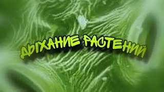 Могут ли растения дышать? Всë о дыхании растений.