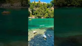 Заплыв с лебедями в Женевском озере. Хотели бы также? 😄 