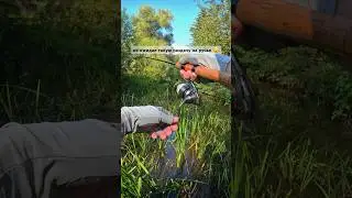 Не ожидал такую раздачу на ручье 😮 
