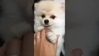 Luca the Pomeranian|Play with me momy