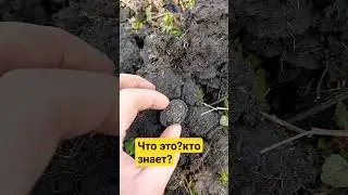 Кто знает? Что это? 