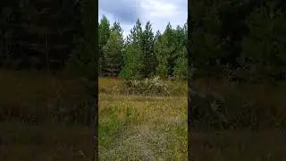 Съездил в лес за грибами!