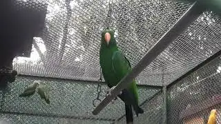 Parrot!