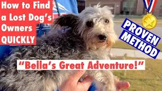 How to Find a Lost Dog’s Owners QUICKLY! aka “Bella’s Great Adventure”