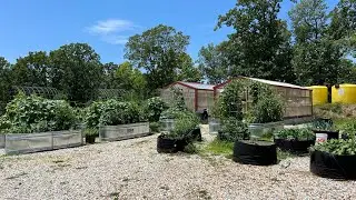 June 22nd 2024 Outdoor Cannabis Garden