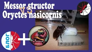 Ant farm. Rhinoceros beetle vs. Messor structor? or How to make a living tank.