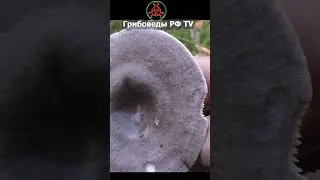 Млечник обыкновенный, Дуплянка жёлтая, Путик, Серушка - Lactarius trivialis   #mushroom