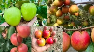 Kashmiri Apple Ber farming in Karnataka - 7892742324 - ಕಾಶ್ಮೀರಿ ಆಪಲ್ ಬೆರ್ ನರ್ಸರಿನ್ ವಿಜಯಪುರ TQ-ಇಂಡಿ