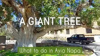 See Cyprus' Incredible Giant Sycamore Tree  - An attraction of Ayia Napa