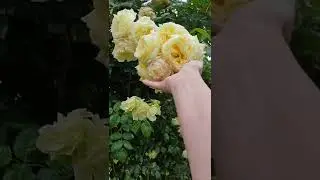 Плетистые розы Тантау 2022.