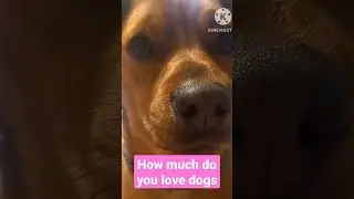 How much do you love dogs 🤔 🐕  
