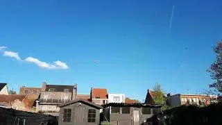 BEST TUMBLER PIGEON GAME BIRD EVER