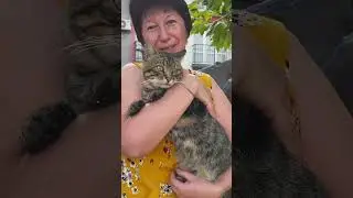 Кіт і його друзі