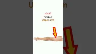 Parts of the arm in Arabic Daily Fusha Arabic  