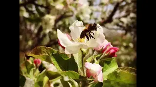 Bees on flowers agriculture and video promo