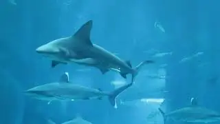 Fun in Sentosa (Day 3)