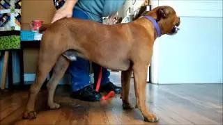 Bailey's Behavorial Assessment