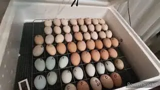 Incubator 
