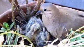Torcaza común (Zenaida auriculata): 