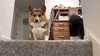 King Of The Stairs