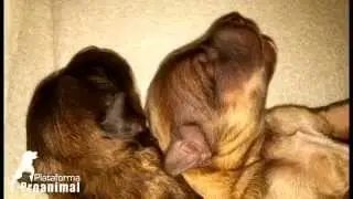 Resgate: Cachorros encontrados num caixote do lixo em Águas Santas - Vila Real!