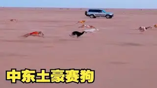 中东土豪钟爱的赛犬，狗狗们一个比一个快，速度出乎意料。