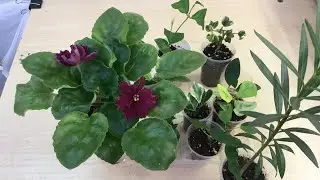 Мои цветущие цветочки и новинки в мае