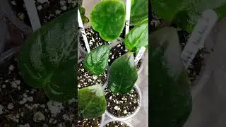 Размножение фиалок. Обзор растущих фиалок.