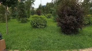 Цветы и ещё раз цветы