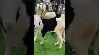 Agneau multidimensionnelle