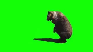 Running Bear Green Screen Effects Video | Bear Running Green Screen Videos | Chroma Key
