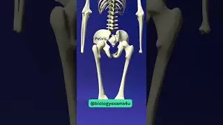 Our Skeletal System 3D Animation